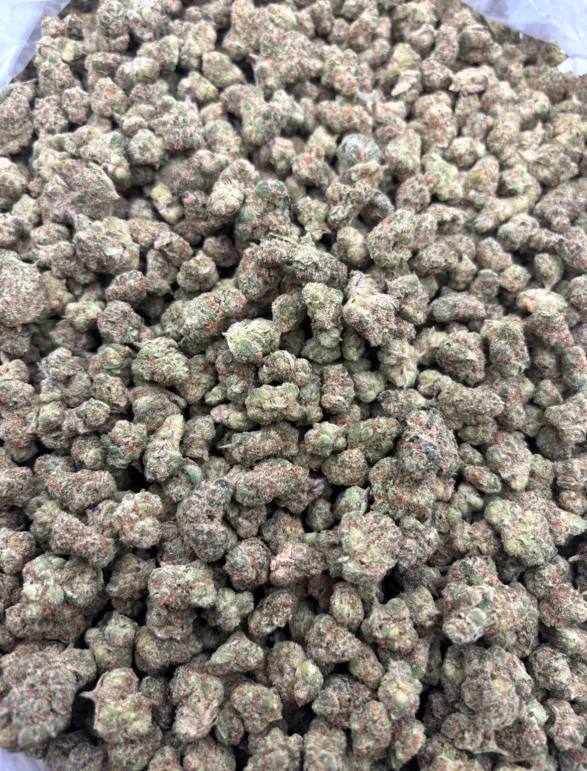 BLUE CAVIAR